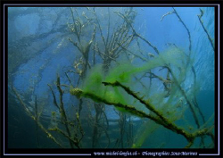 Freshwater Atmospher.... Que du Bonheur... :O) - this wee... by Michel Lonfat 